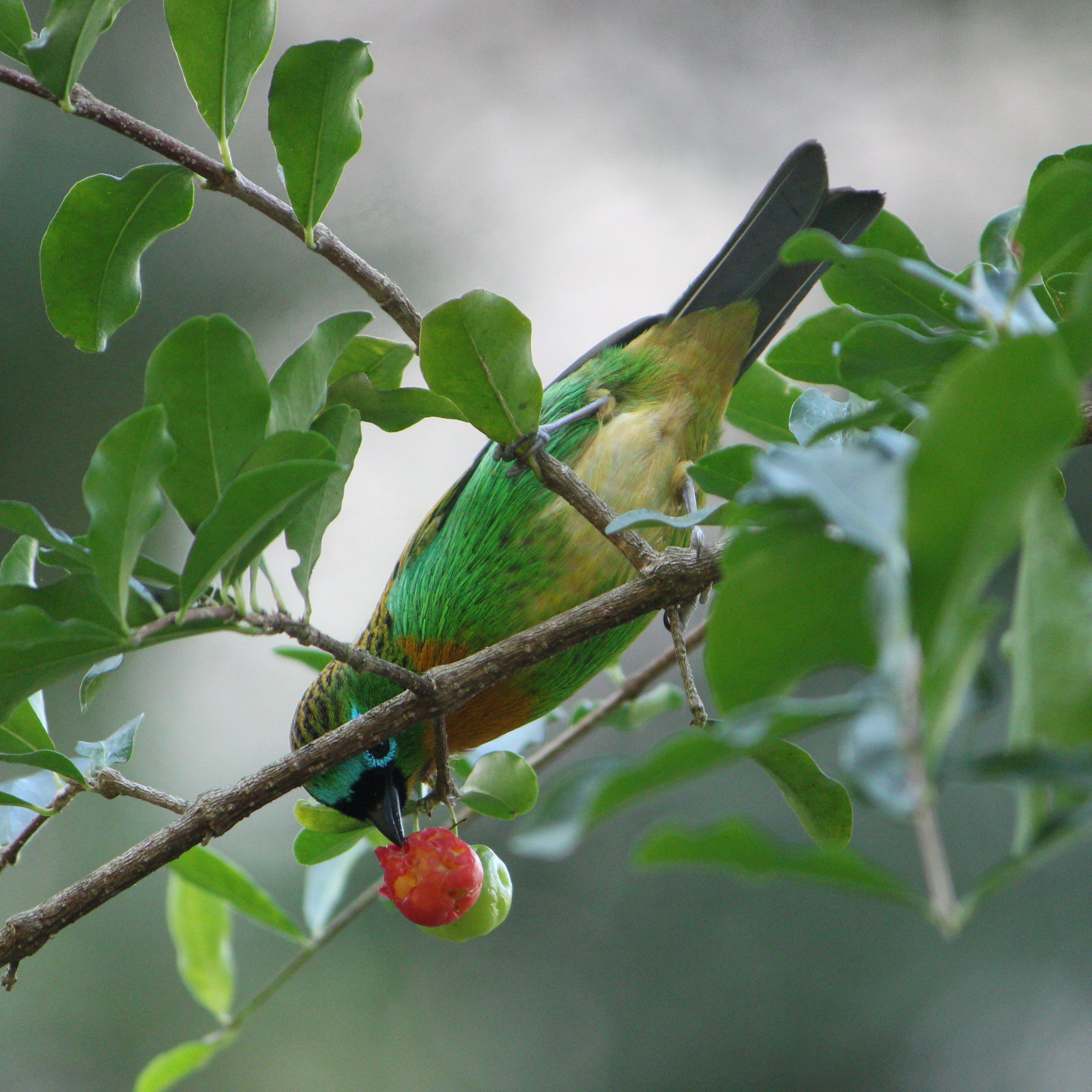 passarinho comendo acerola